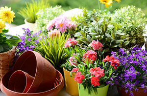 Garden Plants Adlington