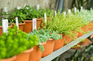 Garden Plants Branston