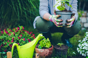 Garden Plants Audley