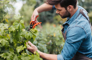 Gardeners Flint