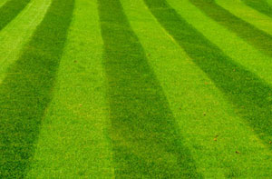 Lawn Care Leek UK
