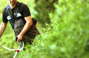 Walton-on-the-Naze Gardener